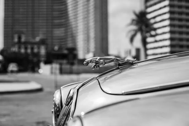 Casino Loyal Bet Android/iOS App